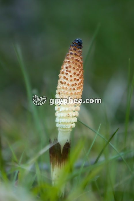 Grande Prêle - Epi sporifère (Equisetum telmateia) - gryphea.com